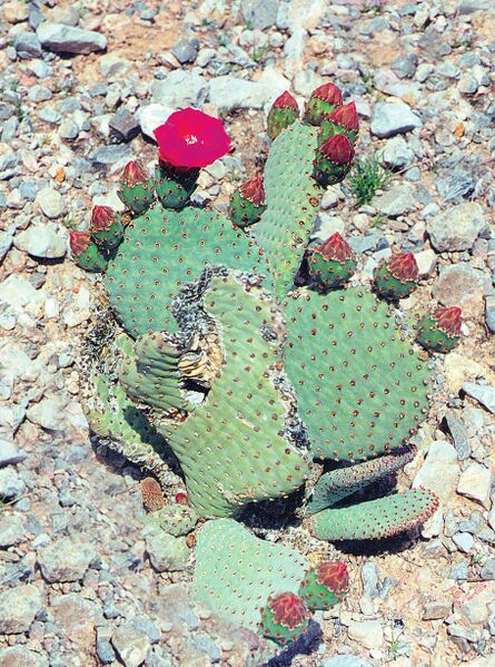 Fájl:Pozsgáslap 032-000.jpg