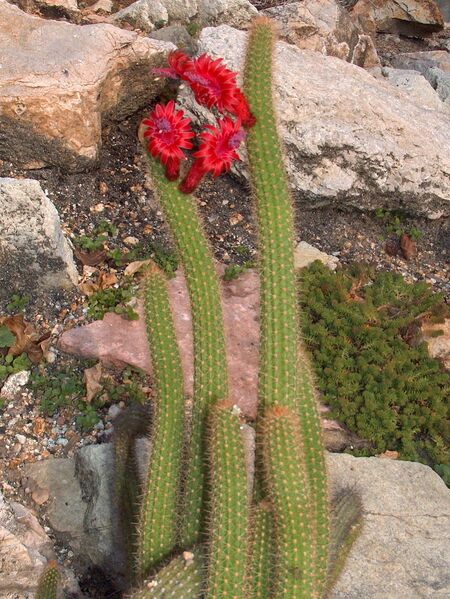 Fájl:Cleistocactus samaipatanus-001.jpg