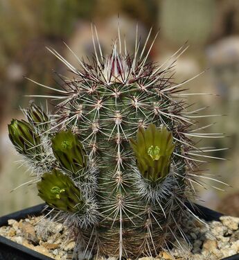 Fotó: Szigetvári József