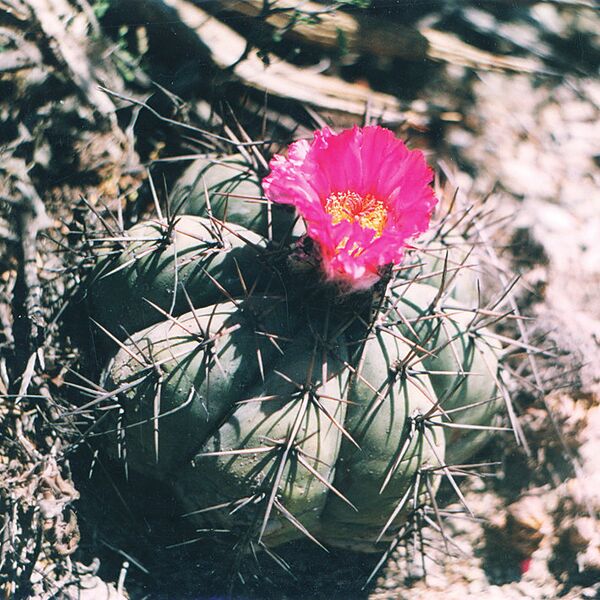 Fájl:Pozsgáslap 041-001.jpg