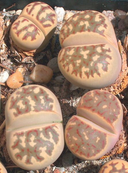 Fájl:Pozsgáslap 082-000.jpg