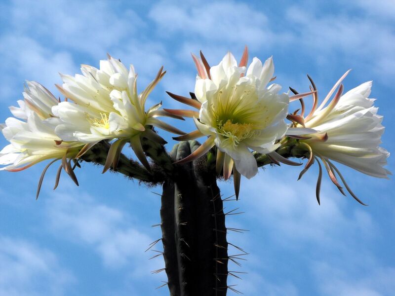 Fájl:Echinopsis pachanoi.LZ 02.jpg