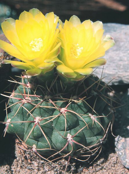 Fájl:Pozsgáslap 085-000.jpg