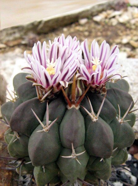Fájl:Stenocactus coptonogonus-0.jpg