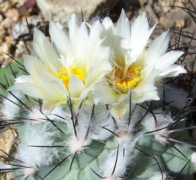 Fájl:Turbinicarpus gielsdorfisanus-1.jpg