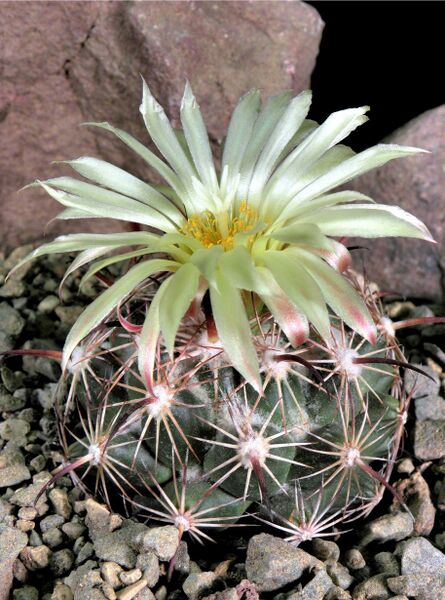 Fájl:Coryphantha pallida LZ-000.jpg