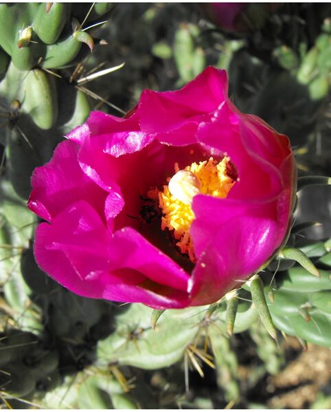 Fájl:Cylindropuntia imbricata-001.jpg