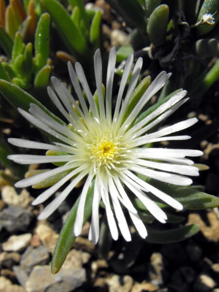 Fájl:Delosperma herbeum-001.jpg