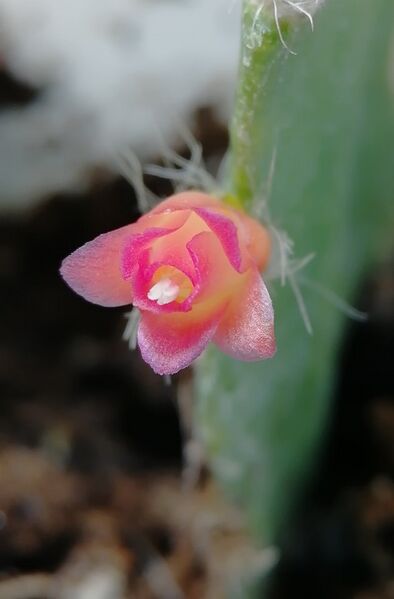 Fájl:Lymanbensonia incachacana.VZs 01.jpg