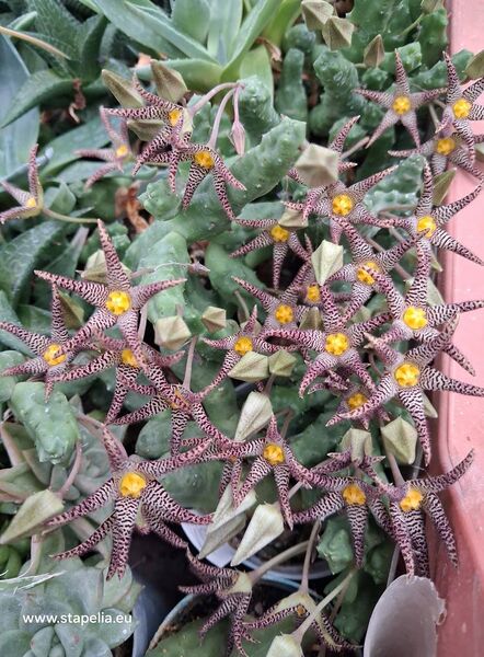 Fájl:Piaranthus cornutus.Budai 01.jpg