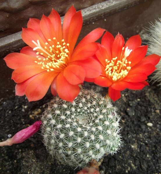 Fájl:Rebutia minuscula krainziana 1-1.jpg