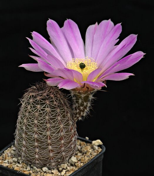 Fájl:Echinocereus pamanesiorum UR11.SzJ 03.jpg