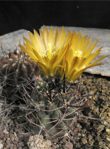 Fájl:Eriosyce strausiana-000.jpg