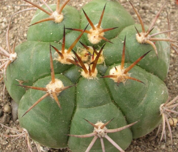 Fájl:Gymnocalycium chiquitanum-002.jpg