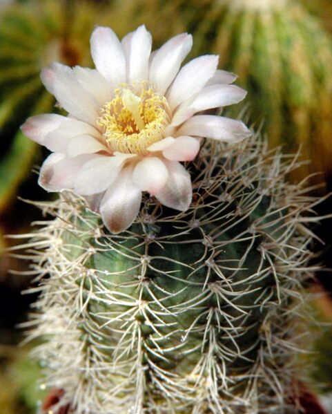 Fájl:Gymnocalycium uebelmannianum-002.jpg
