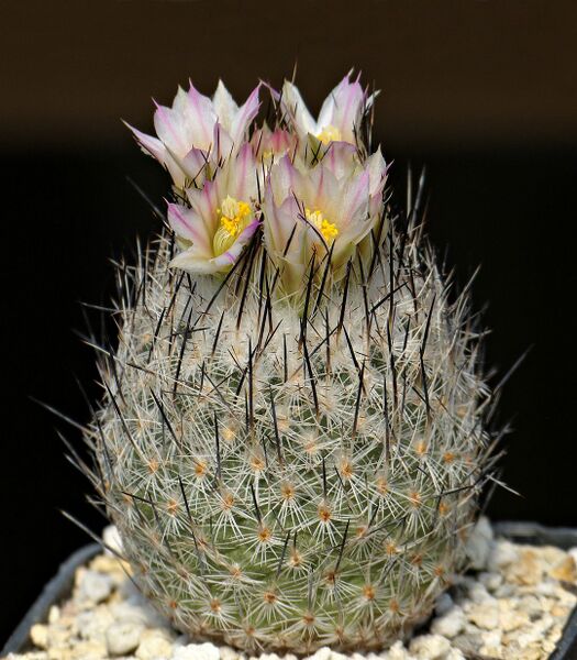 Fájl:Rapicactus zaragozae MZ5.SzJ 01.jpg