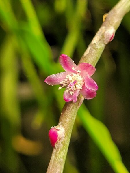 Fájl:Rhipsalis hoelleri.VZs 01.jpg