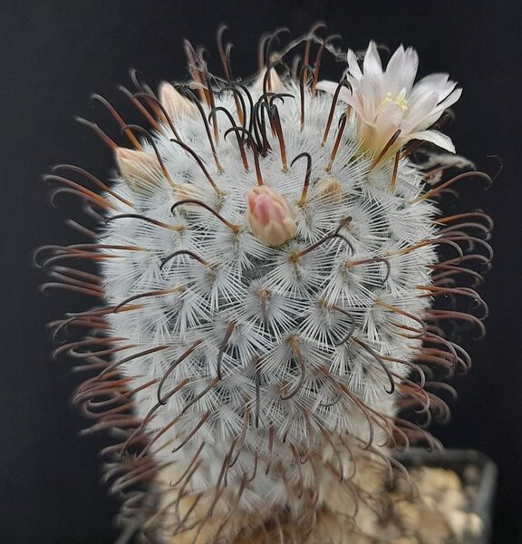 Fájl:Mammillaria bombycina subsp. perezdelarosae.JCs 01.jpg