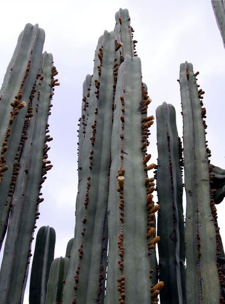 Fájl:Pachycereus marginatus-0.jpg