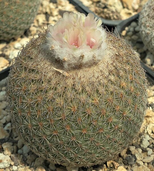 Fájl:Epithelantha greggii.SzJ 02.jpg