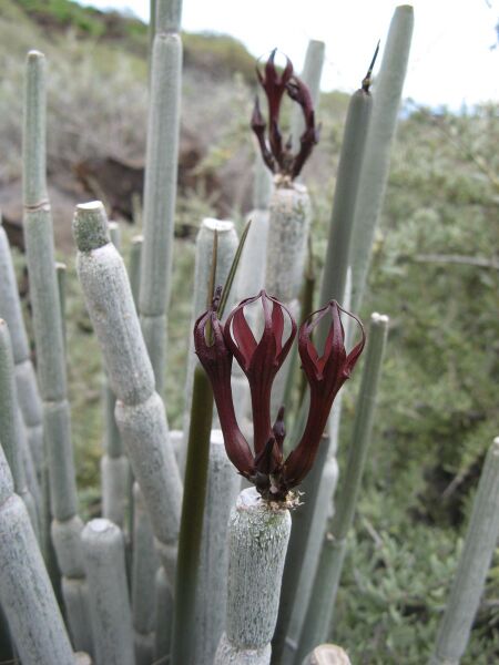 Fájl:Ceropegia fusca 1 rész-000.jpg