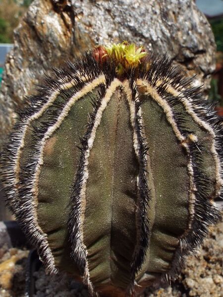 Fájl:Uebelmannia pectinifera pectinifera 01-1.jpg