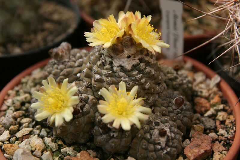 Fájl:Copiapoa hypogaea.HL 01.jpg