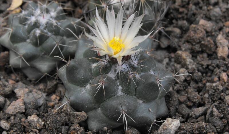 Fájl:Coryphantha vogtherriana-001.jpg