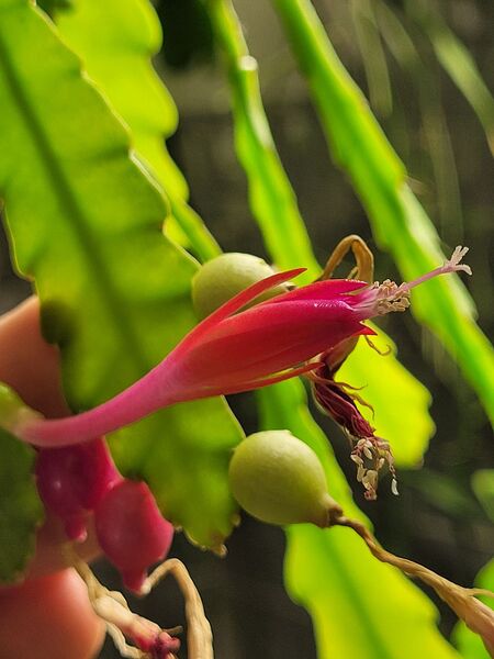 Fájl:Disocactus eichlamii.VZs 04.jpg