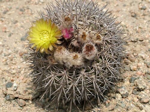 Fotó: Békefi József