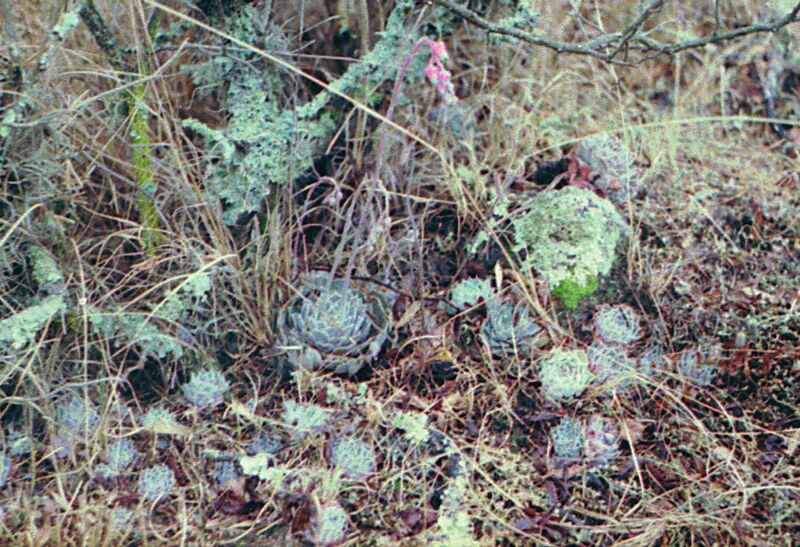 Fájl:Pozsgáslap 054-001.jpg