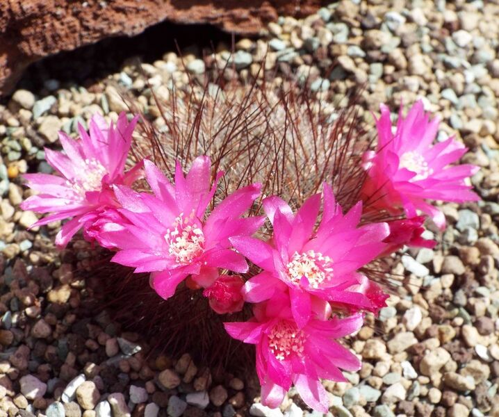 Fájl:Rebutia steinbachii aglaia 02-1.jpg