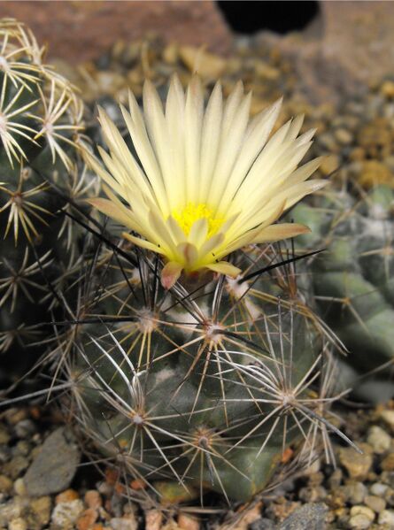 Fájl:Coryphantha pseudoechinus laui-000.jpg
