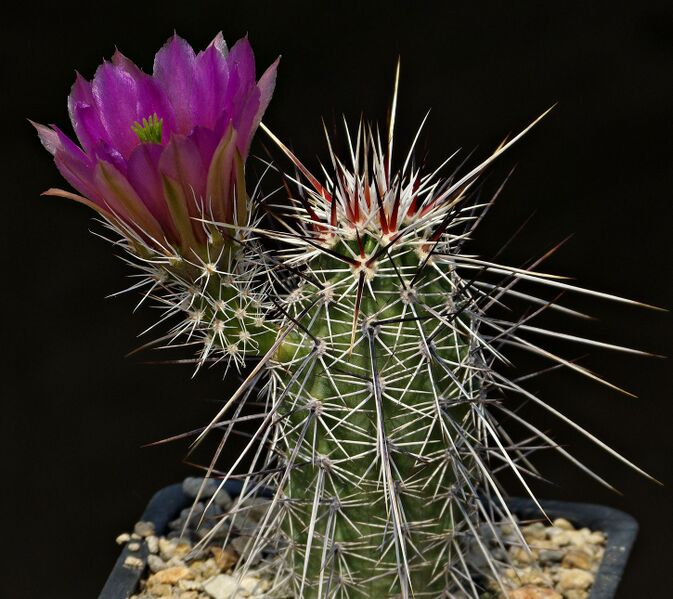 Fájl:Echinocereus engelmannii SB484.SzJ 02.jpg