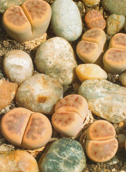 Fájl:Lithops dinterii 1.jpg