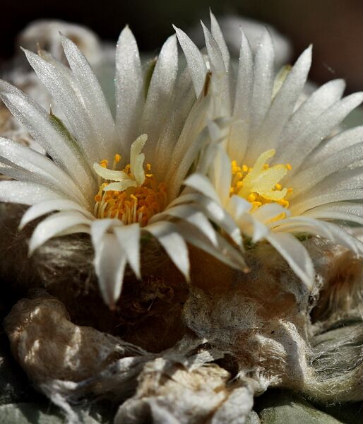 Fájl:Lophophora diffusa-003.jpg