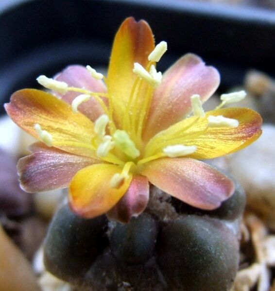 Fájl:Rebutia cintia-3.jpg