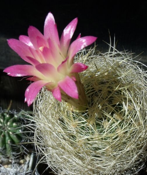 Fájl:Eriosyce senilis senilis-001.jpg