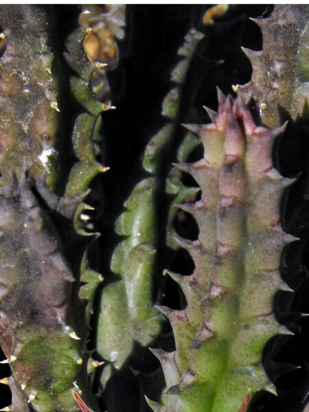 Fájl:Huernia hislopi-001.jpg