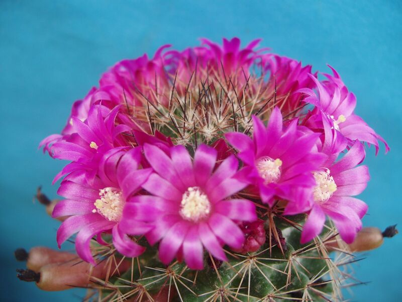 Fájl:Mammillaria backebergiana subsp. ernestii .jpg