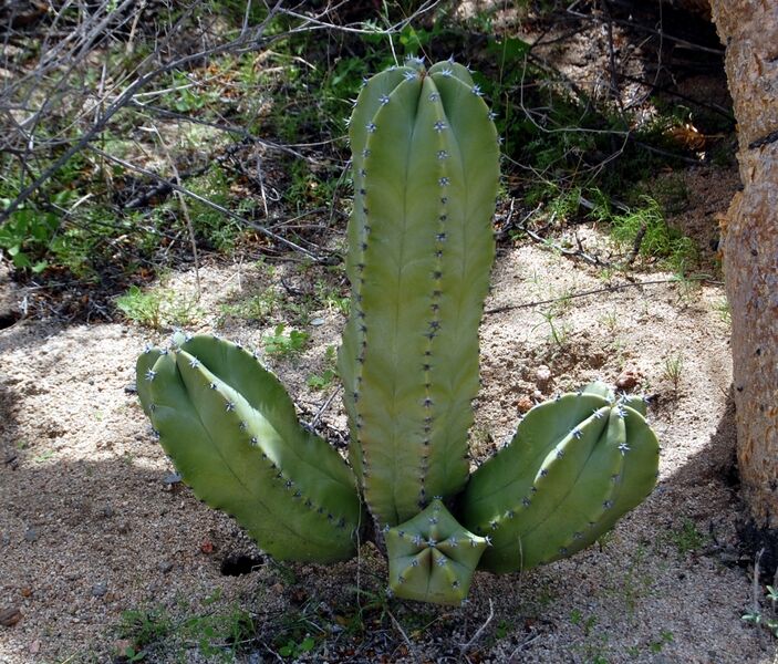 Fájl:Pachycereus schottii 02-2.jpg