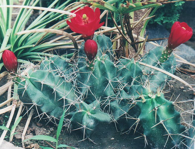 Fájl:Pozsgáslap 042-001.jpg