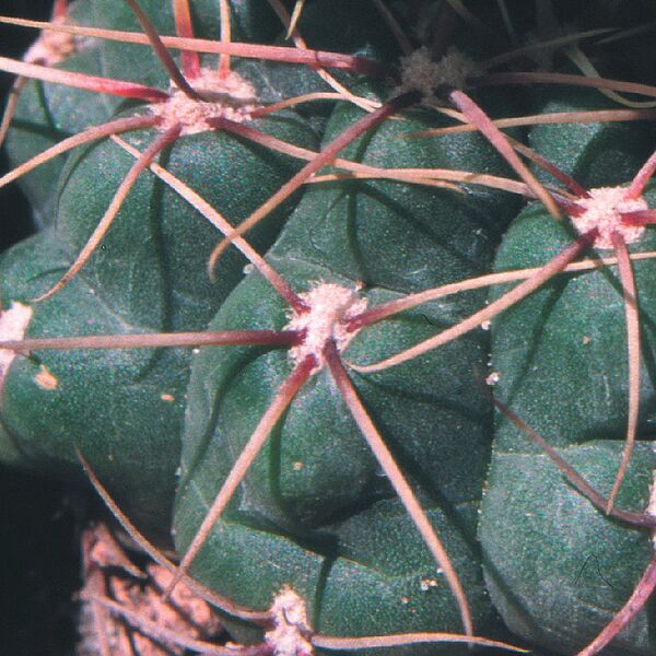 Fájl:Pozsgáslap 085-001.jpg