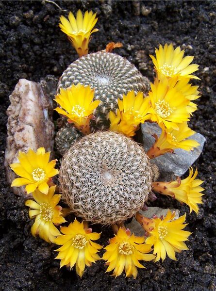 Fájl:Rebutia arenacea-0.jpg
