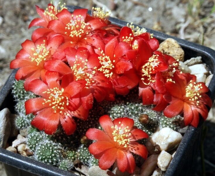 Fájl:Rebutia fabrisii-1.jpg