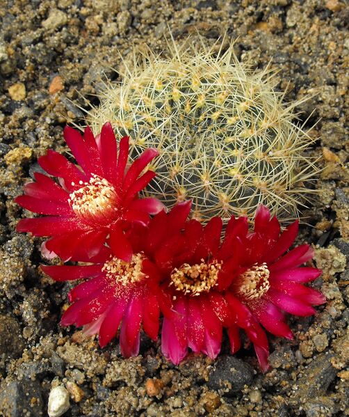 Fájl:Rebutia steinbachii tiraquensis var. electracantha-003.jpg