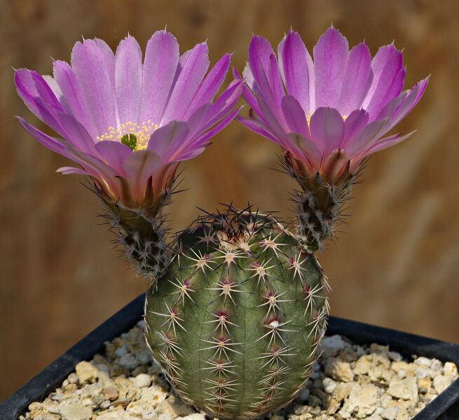Fájl:Echinocereus pamanesiorum MAO-013.SzJ 01.jpg
