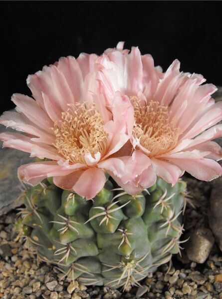 Fájl:Gymnocalycium ritterianum-000.jpg