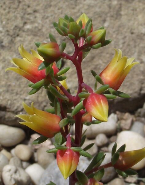 Fájl:Echeveria bella-002.jpg