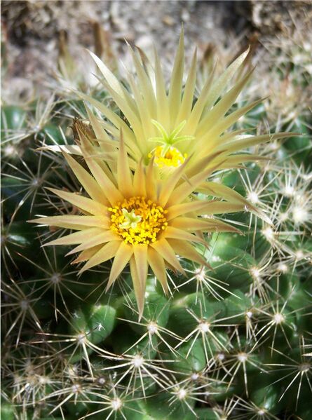 Fájl:Escobaria missouriensis subsp missouriensis-000.jpg